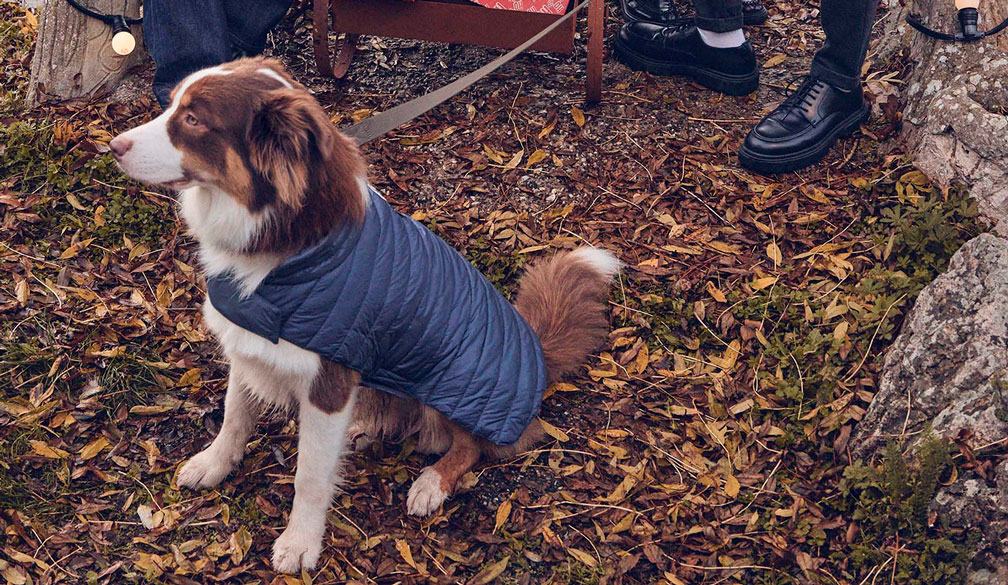 СТЕГАНЫЙ ЖИЛЕТ ДЛЯ СОБАК JOTT CUTIE